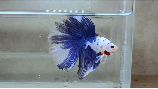 Halfmoon Male - BHM51102