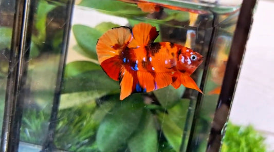 Nemo HMPK Male - BH59005