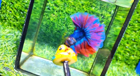 Halfmoon Male - BHM59016