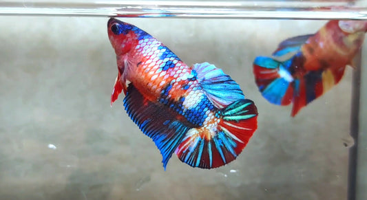 Giant Multicolor HMPK (Female) BIF40217f