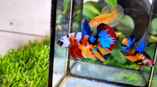 Multicolor HMPK Male - BH59010