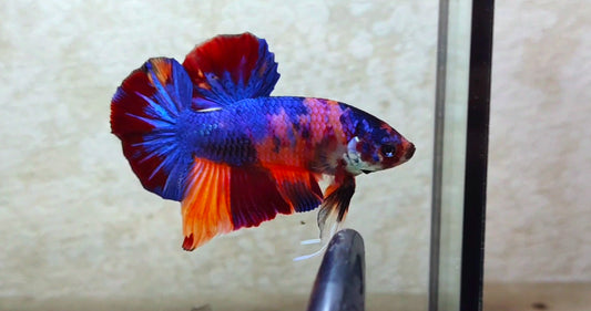 Giant Multicolor HMPK Male - BIF40227