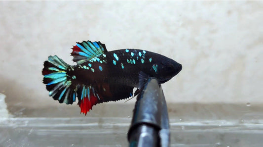Avatar HMPK Female - BH21120f