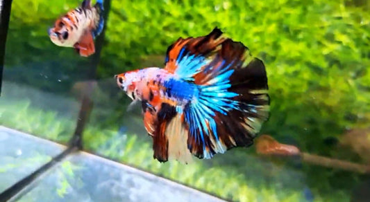 Halfmoon Male - BHS50213