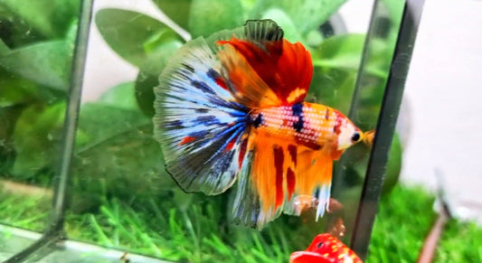 Halfmoon Male - BHS50232