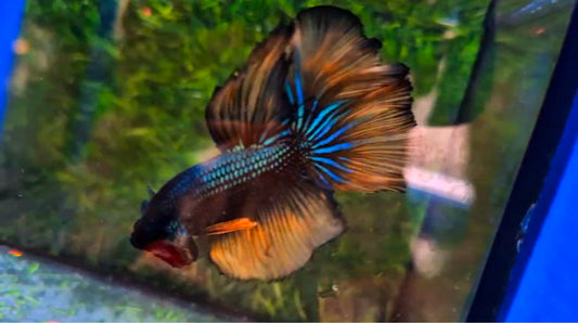 Halfmoon Male - BHS50222