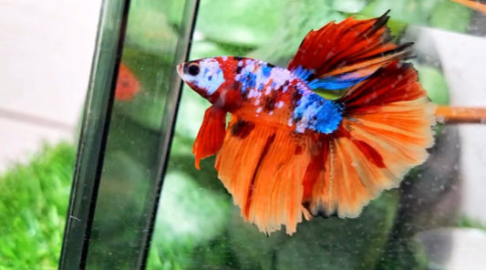 Halfmoon Male - BHS50225