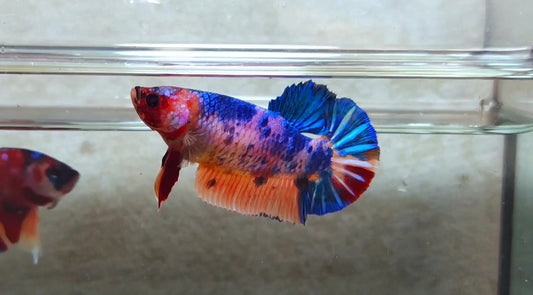 Multicolor HMPK (Junior Giant) Female - BIF40220f