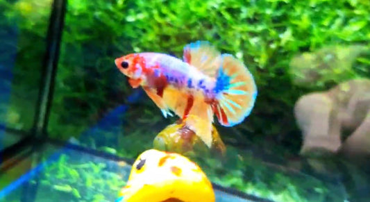 Candy Multicolor HMPK Male - BH59003