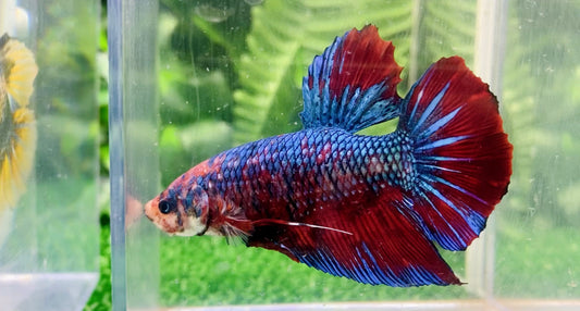 Giant Metallic Multicolor HMPK Male BGB49903