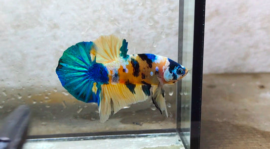 Multicolor HMPK (Male) -BIF20207