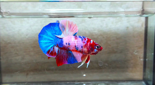 Multicolor HMPK (Male) -BIF20212