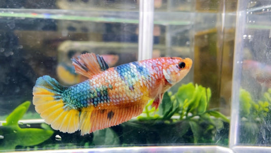 Metallic Multicolor HMPK Female - BH26902F