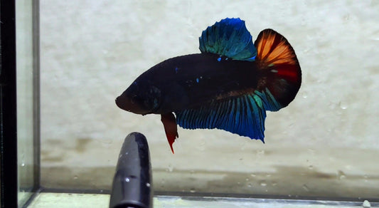 Giant Black Variant HMPK Male - BIF40212