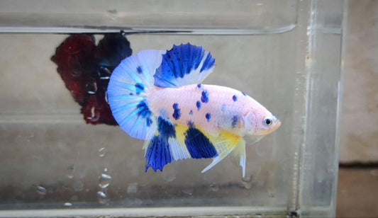 Marble HMPK Male - BH262003