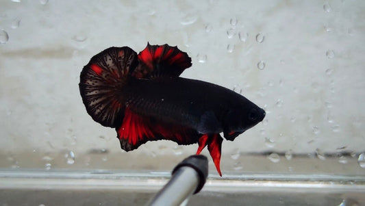 Vampire HMPK Male - BH262004