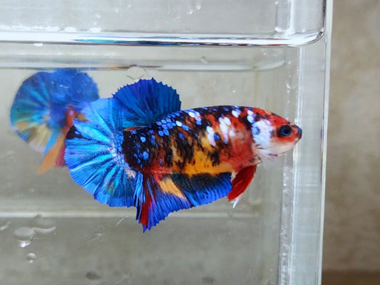 Giant Multicolor Avatar HMPK Female BGB41101F