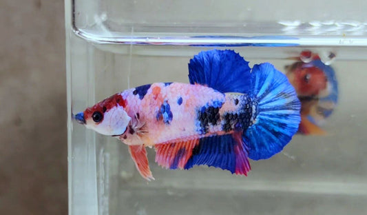 Multicolor HMPK Female - BH21105F