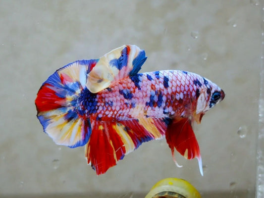Multicolor HMPK Male -BH21104