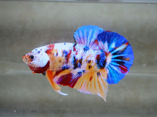 Multicolor HMPK Male -BH21110