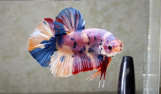 Giant Multicolor (nice) HMPK Male BGB41103