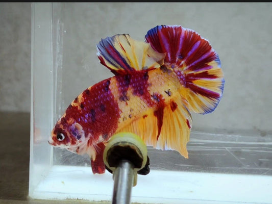 Giant Multicolor HMPK Male BGB41104