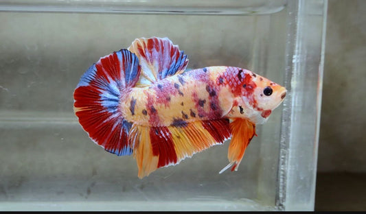 Giant Multicolor HMPK Male BGB41105