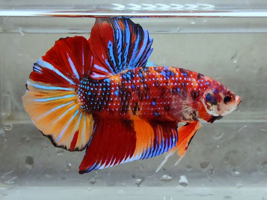 Giant Metallic Multicolor HMPK Male (show) (big) -BGB41106