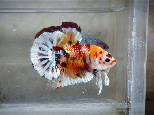 Multicolor Metallic HMPK Male (unique) -BH21112