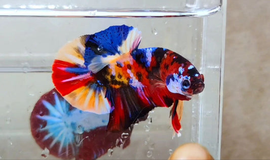 Multicolor HMPK Male -BH21114
