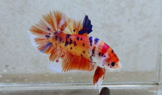 Giant Multicolor HMPK Male BGB41109