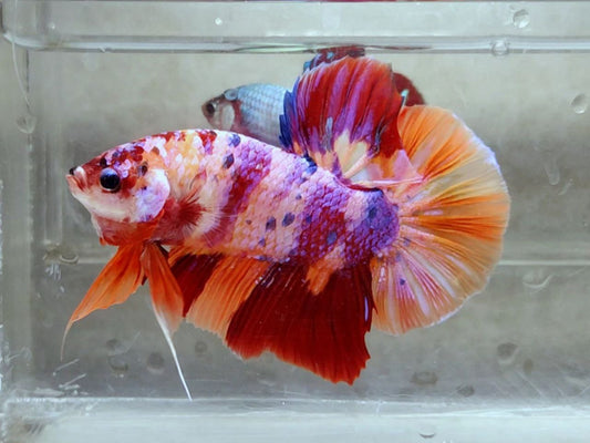 Giant Multicolor HMPK Male (big) - BGB41110