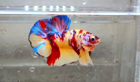 Multicolor HMPK Male  (show) - BH21122