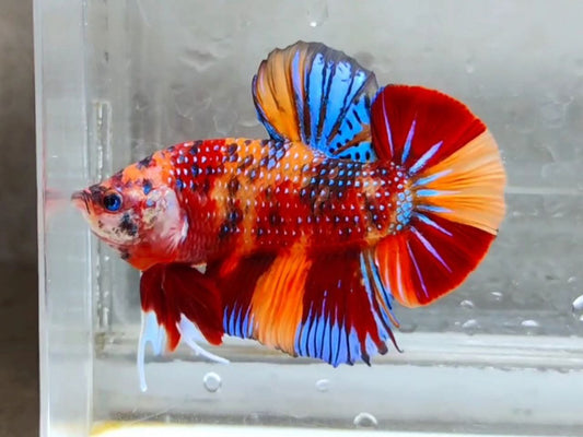 Giant Metallic Multicolor HMPK Male (show)  - BGB41118