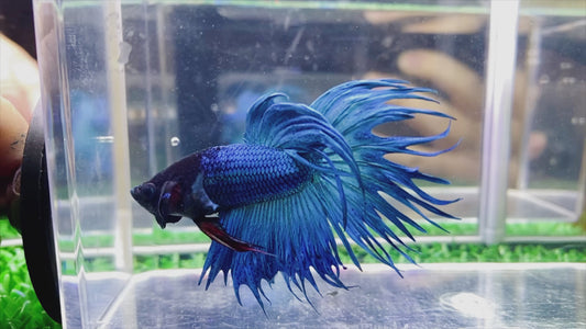 Blue Crown Tail  Male - BCT65905