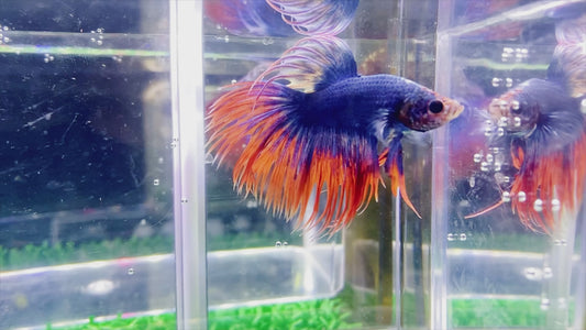 Mascot Crown Tail  Male - BCT65903
