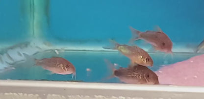 Similis Corydoras 4-5cm