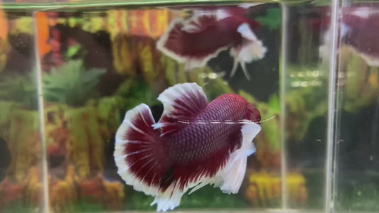 Lavender Super Dumbo Ear HMPK Male - BHB25309