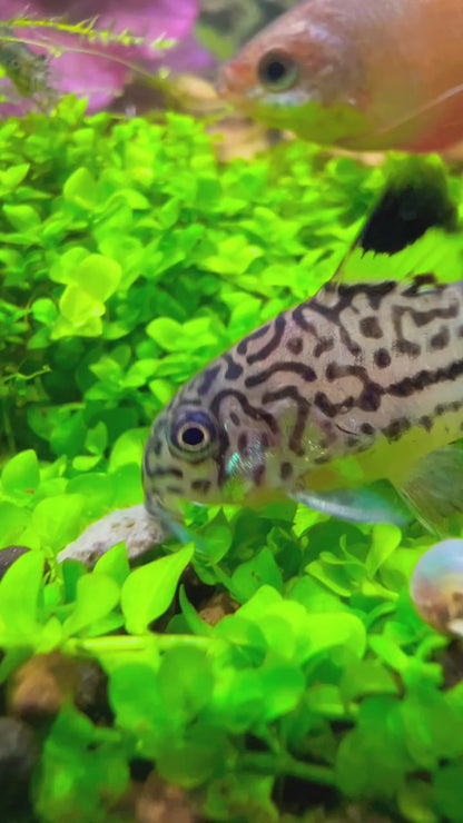 Julli Corydoras 3-4cm