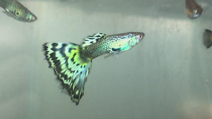 Green Metal Snake Skin Guppy
