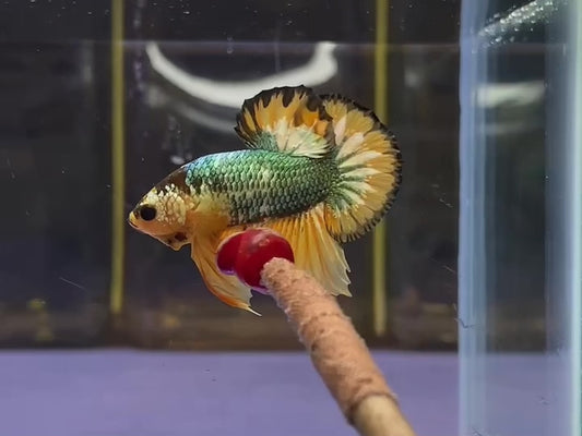 Yellow Metallic Fancy HMPK Male - BHB24102