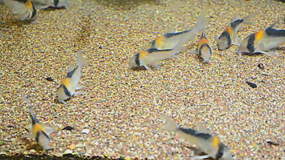 Adolfoi Corydoras 3-4cm