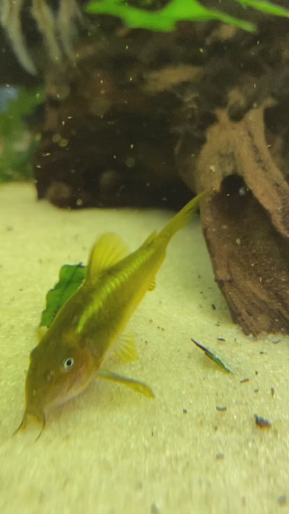 Green Corydora 4cm - 5cm