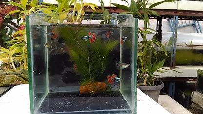 Platinum Mosaic Dumbo Ears Guppy