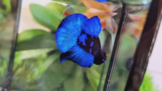 Avatar (Breeding Pair) HMPK - BH59011