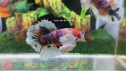Multicolor Super Dumbo Ear HMPK (Male) - BHB24302