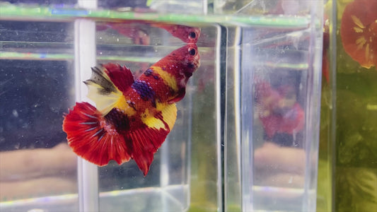 Multicolor HMPK Male - BH259004