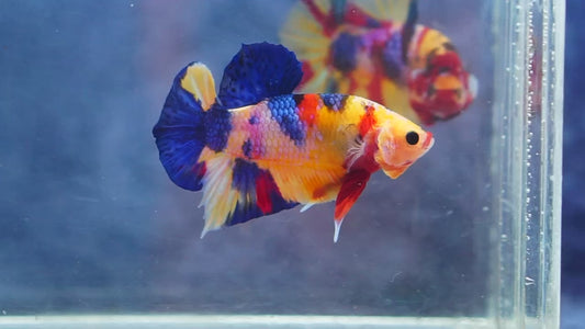 Multicolor HMPK Make - BHB24003
