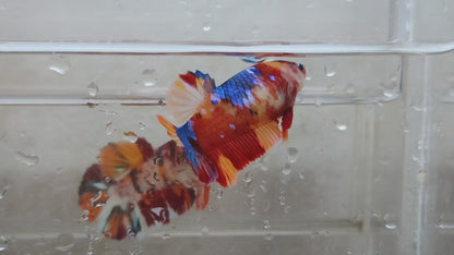 Giant Multicolor HMPK Female BGB45205