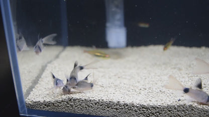 Panda Corydoras Longfin 3-4cm